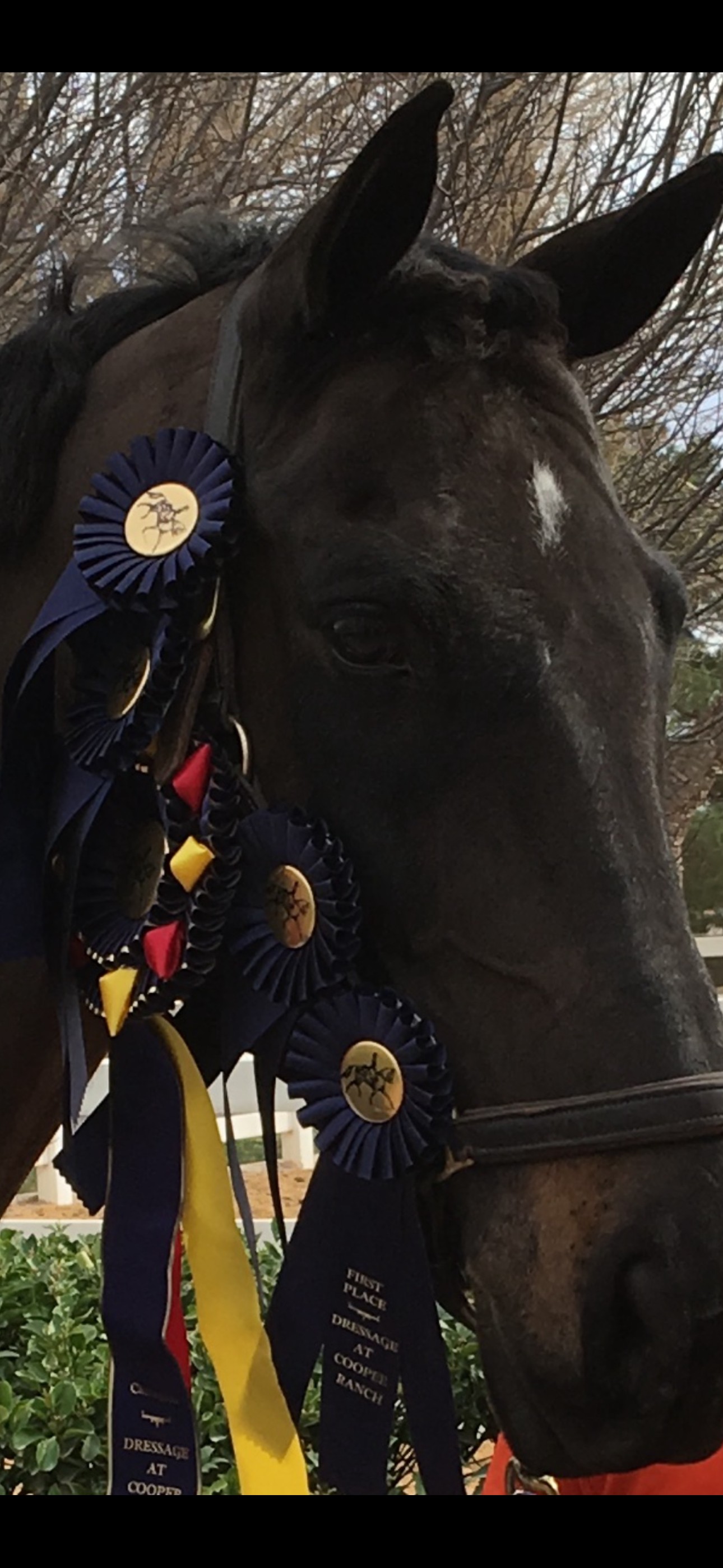 High point champion horse with First Place Dressage ribbons